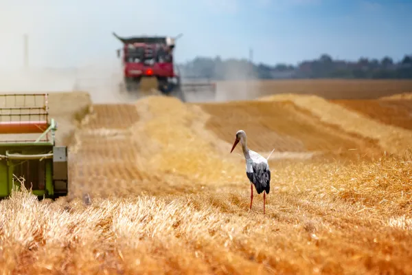 Getreideernte im Herbst mit Blick auf Mähdrescher im Hintergrund; im Vordergrund stolziert ein Storch